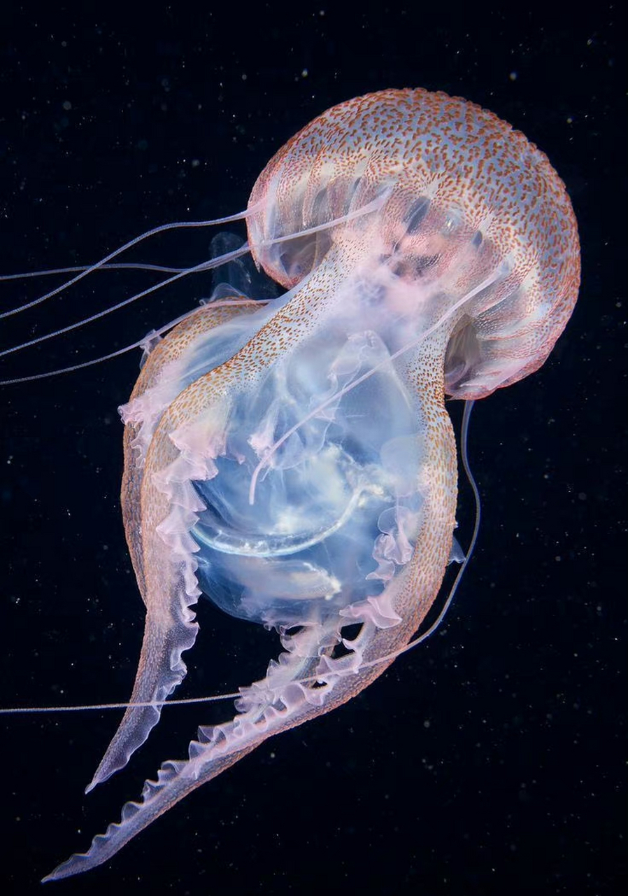 pelagia noctiluca 夜光游水母 67