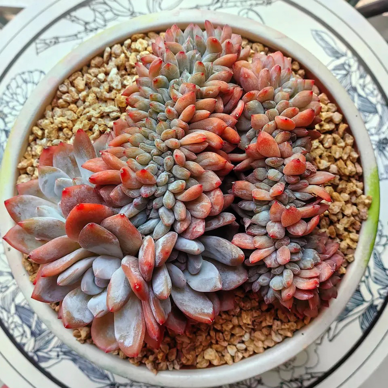 这么多缀化的橙梦露～真的很羡慕能同时拥有它们的主人～#多肉植物