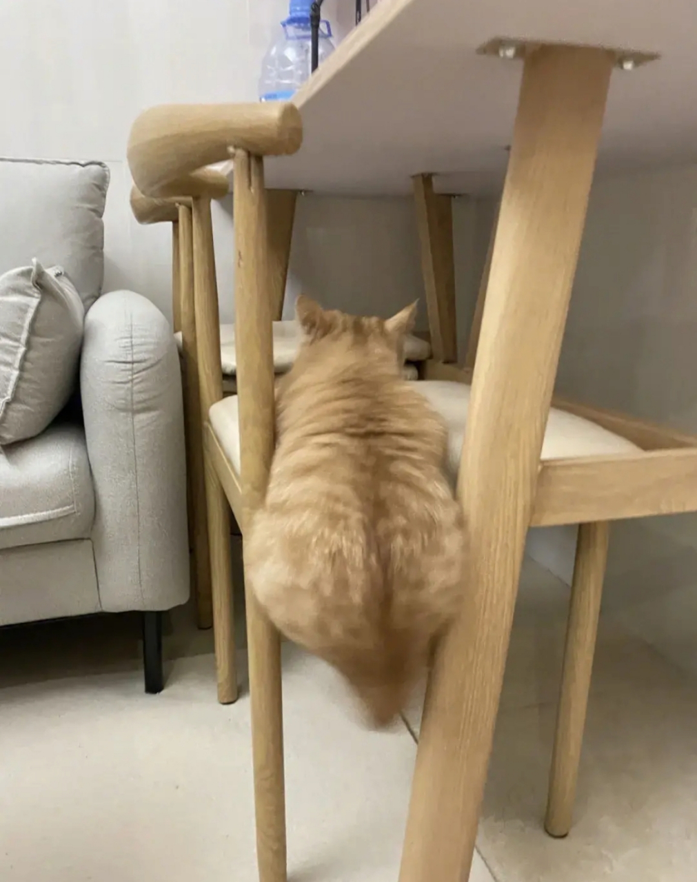 网友:到饭点了,小猫咪奋力爬桌干饭,太可爱了!