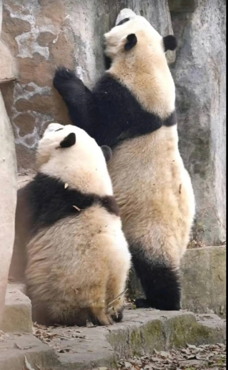 高矮胖瘦在这俩姐弟身上体现得淋漓尽致[滑稽],是最好的花叶组合呀