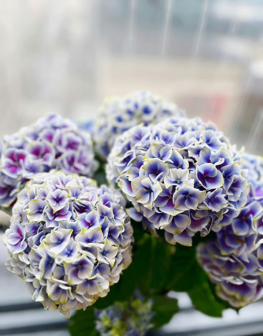 表达着忧郁悲伤的感受紫色绣球花花语是团聚,表达久别重逢后的喜悦