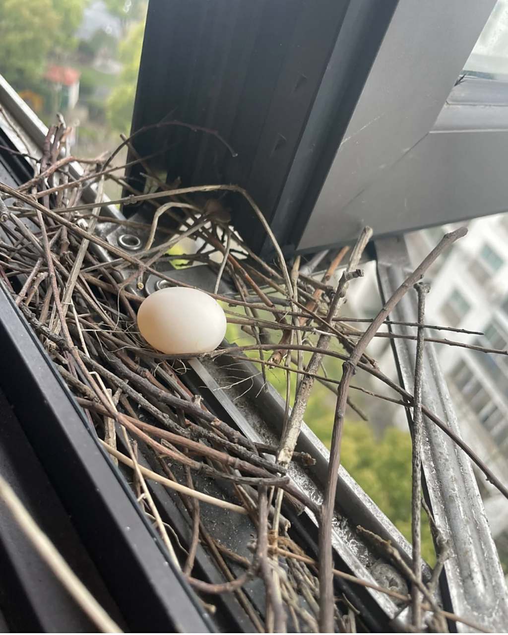 从未见过如此潦草简陋的鸟窝