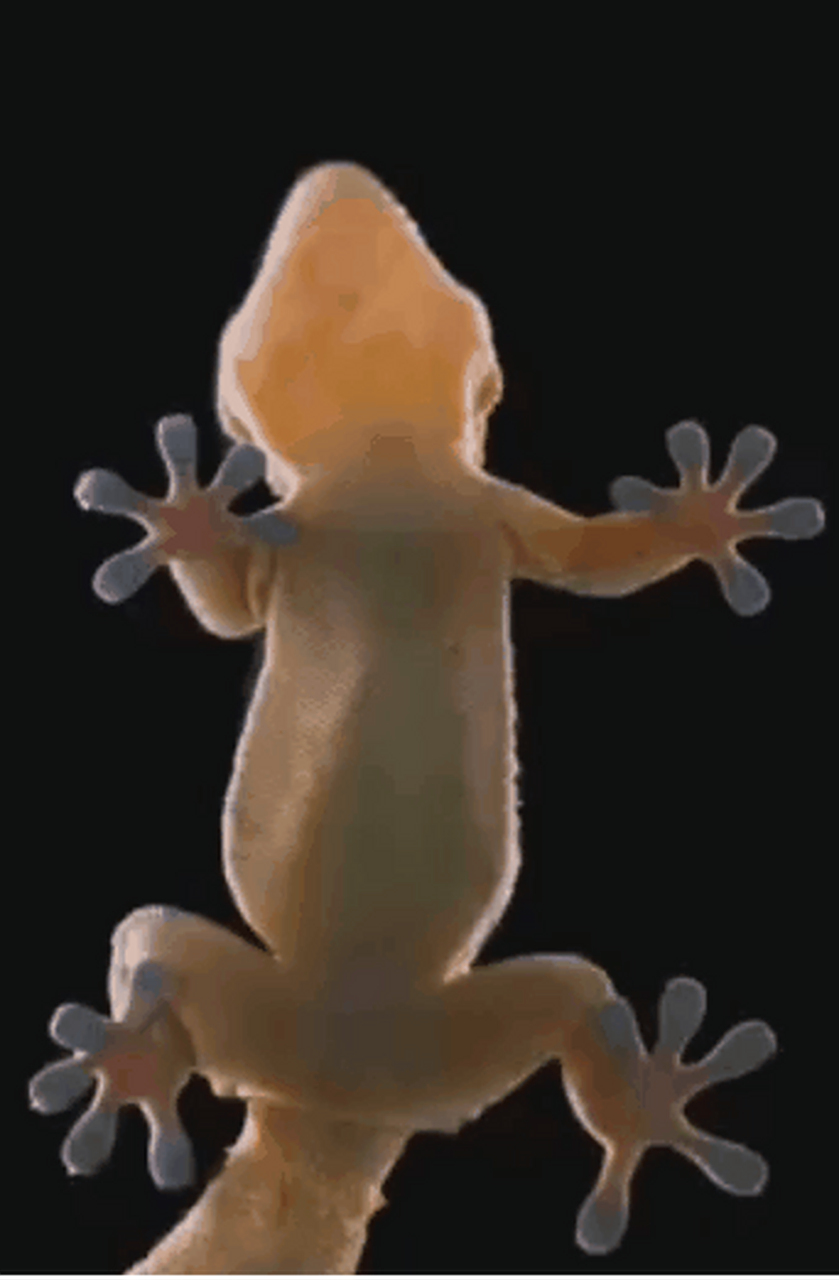 壁虎的爪子原来不是吸盘