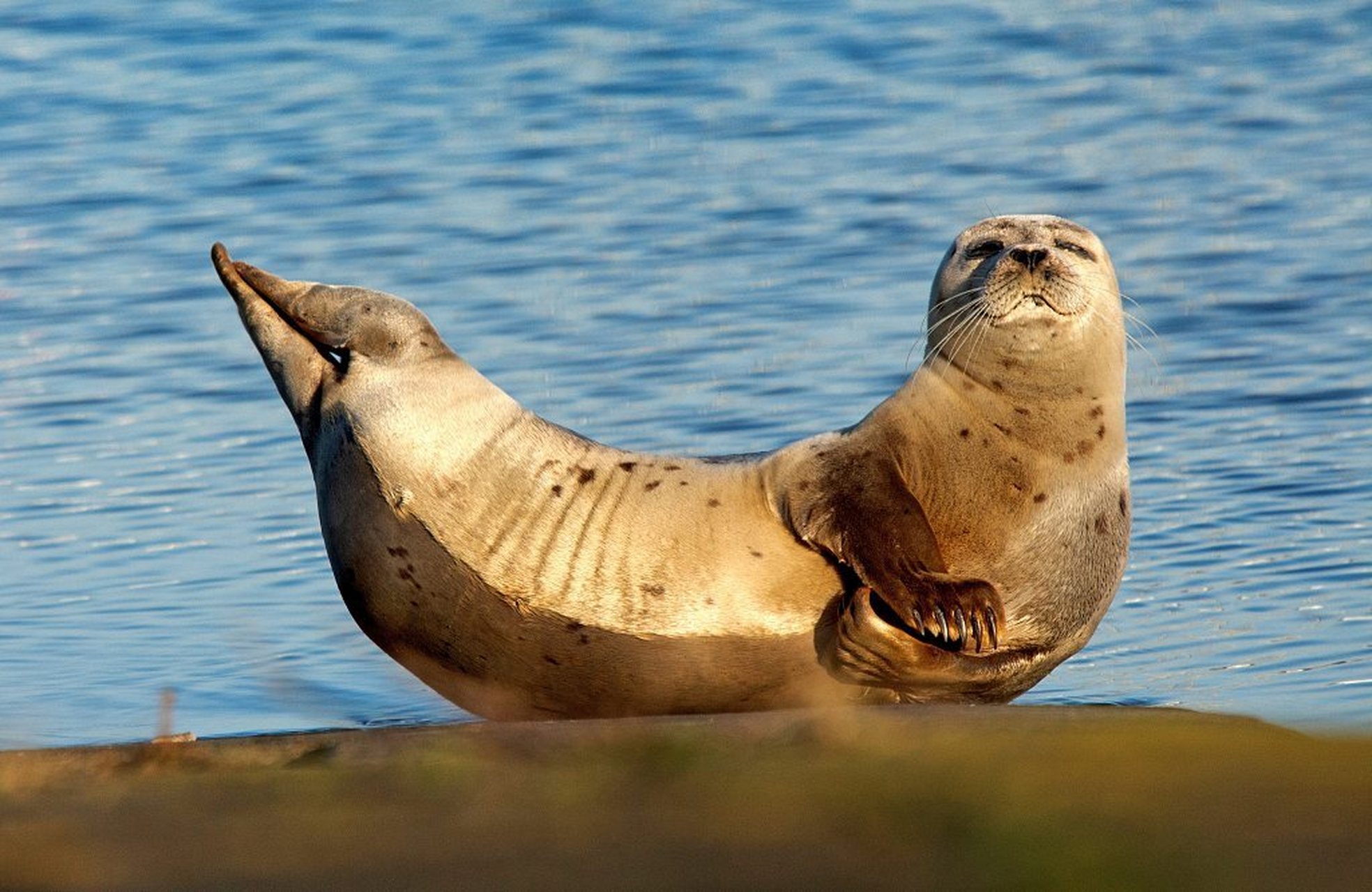 比利时尼乌波特,一只海豹似乎在做瑜伽动作,对镜头大摆pose