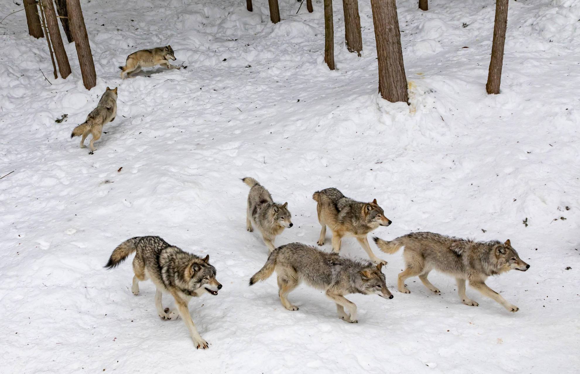 狼群中只有狼王有交配权,其他狼到了发情期竟然会有其他办法来繁衍