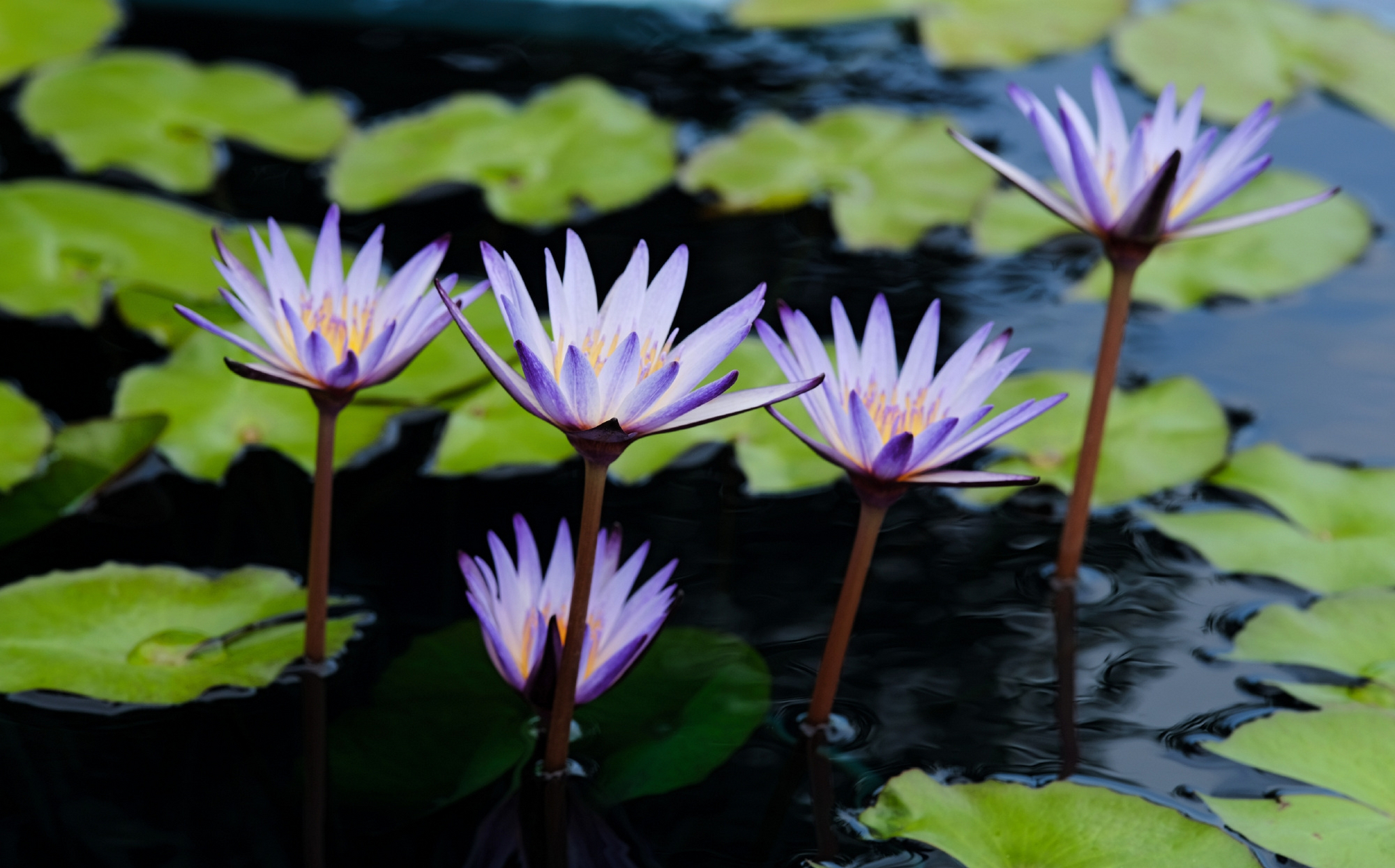 黑美人睡莲 nymphaea black beauty; 2.睡莲属品种; 3.