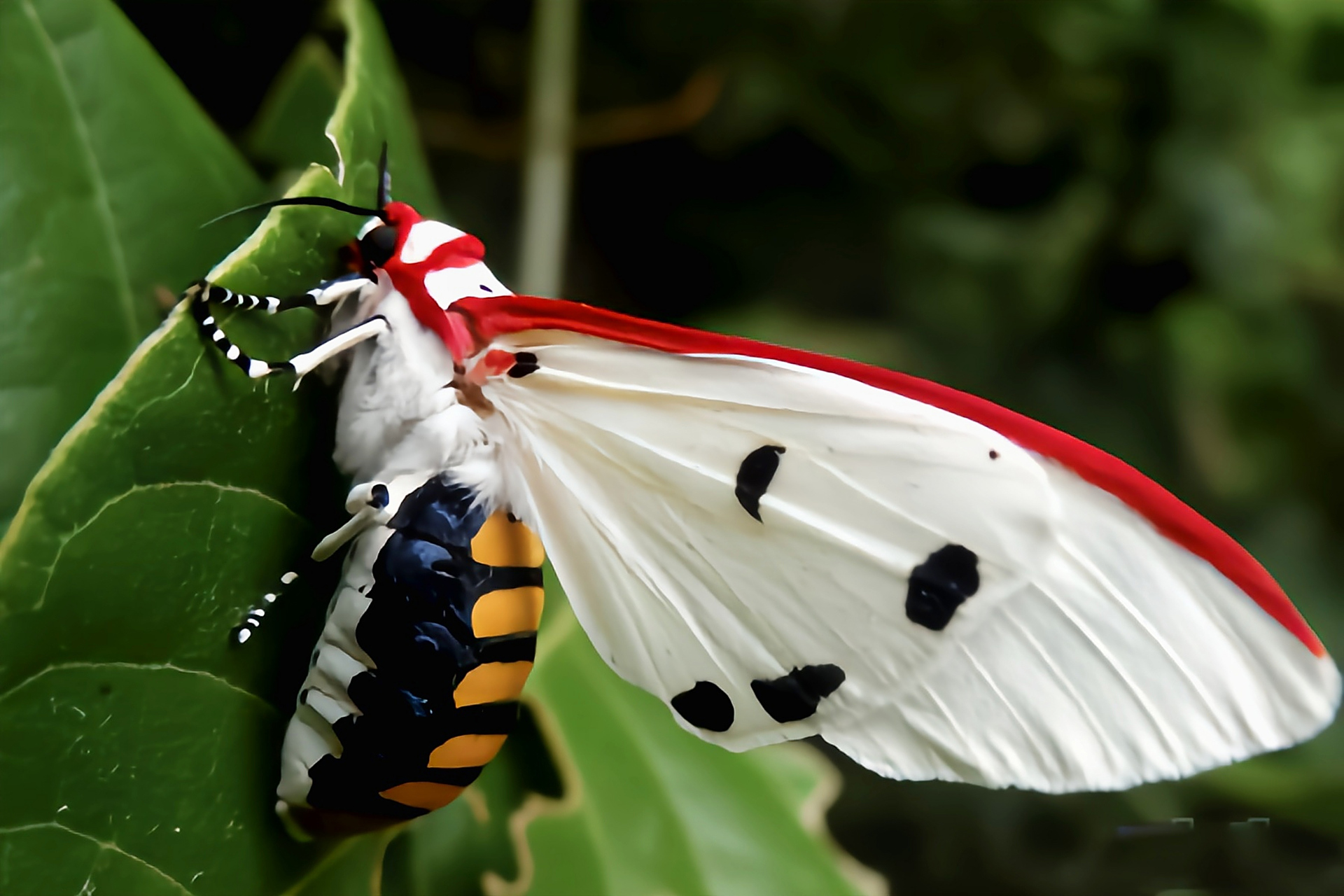 每天认识一种昆虫——红缘灯蛾 红缘灯蛾别名红袖灯蛾,红边灯蛾,原产