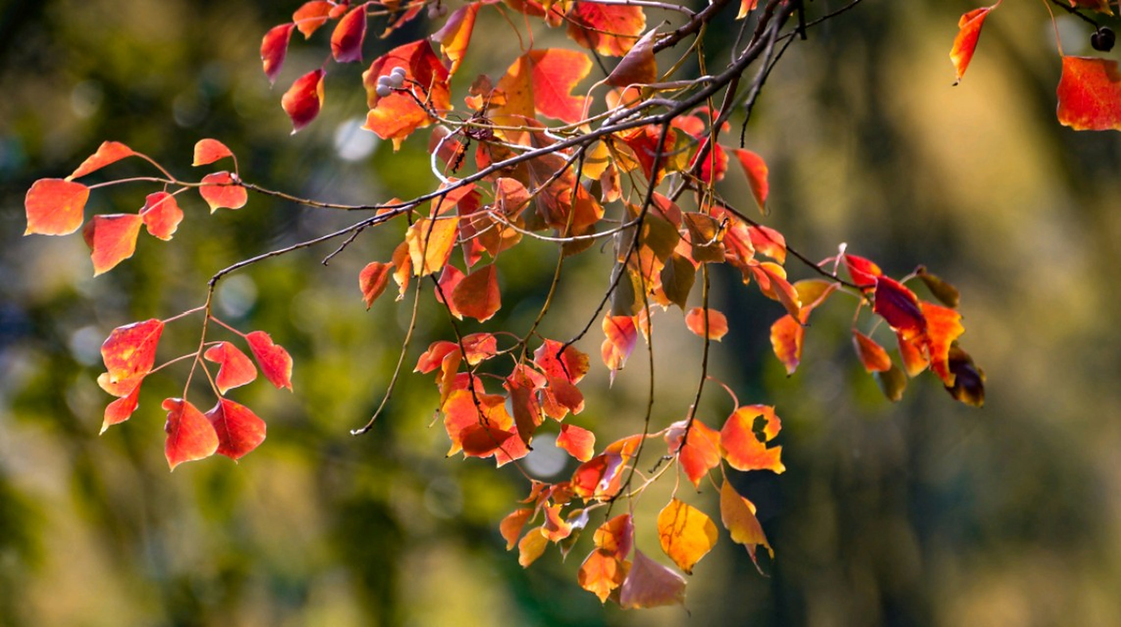 秋天的乌桕树是大自然的诗人,  它们以自己的姿态和色彩,  诠释着秋天