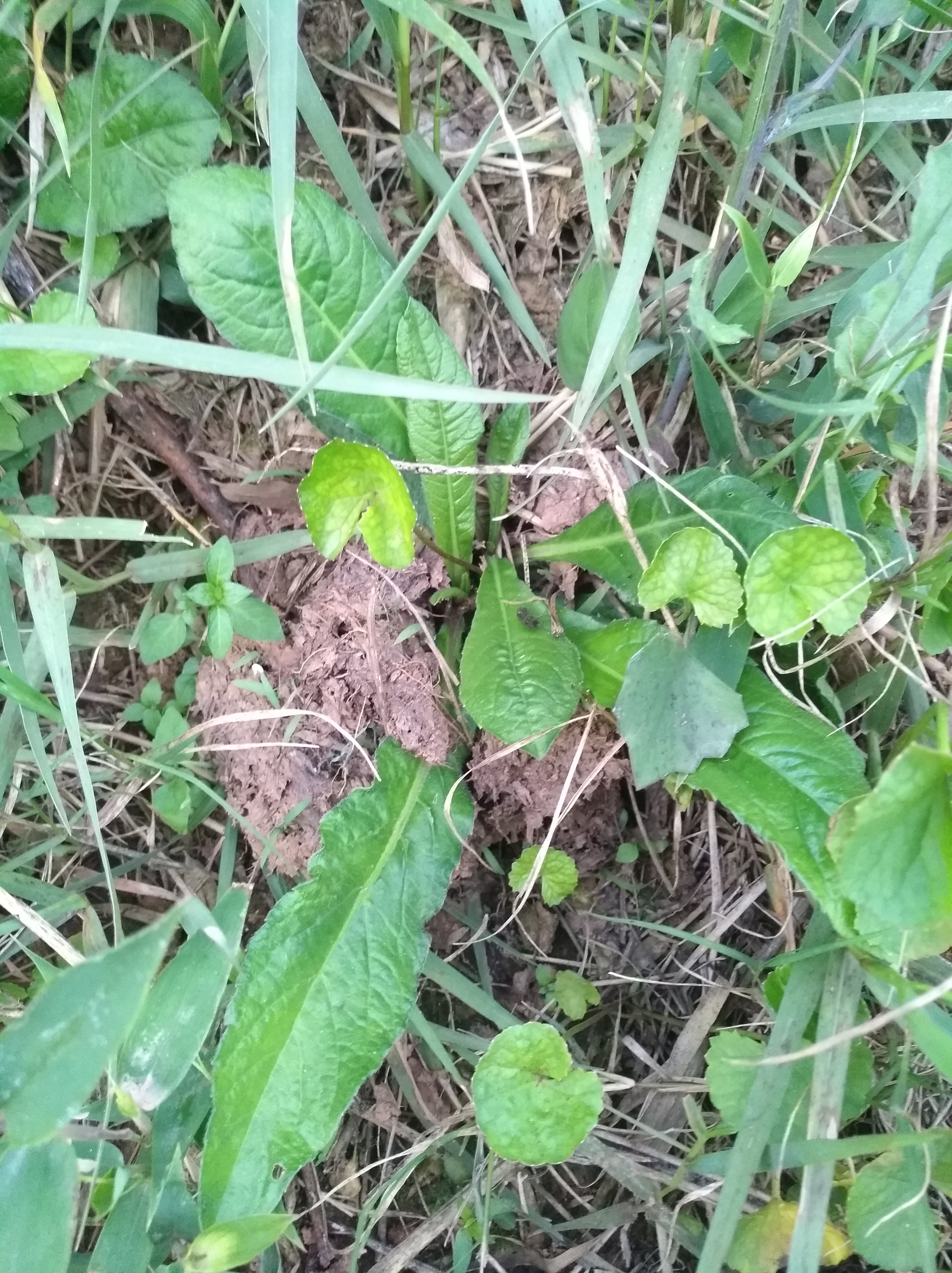 农村地边的草药图片