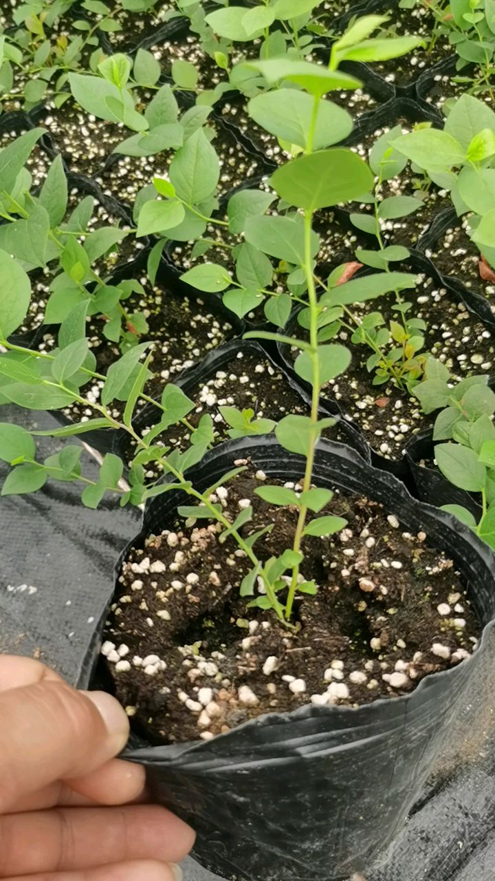 l25蓝莓苗,组培全基质育苗,有需要预订