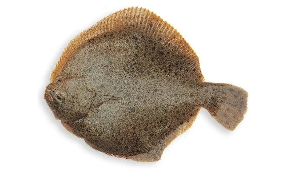 多宝鱼和鸦片鱼的区别