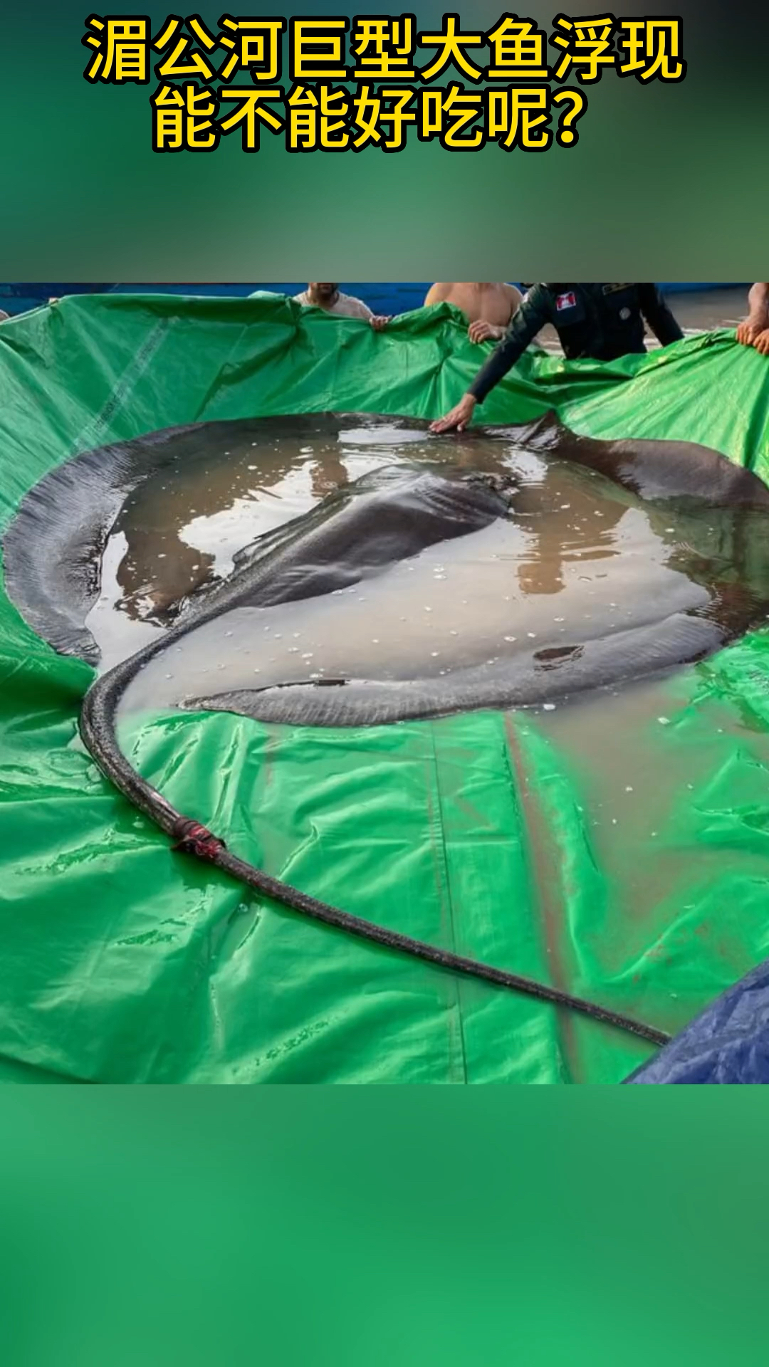 湄公河惊现大鱼,太刺激了