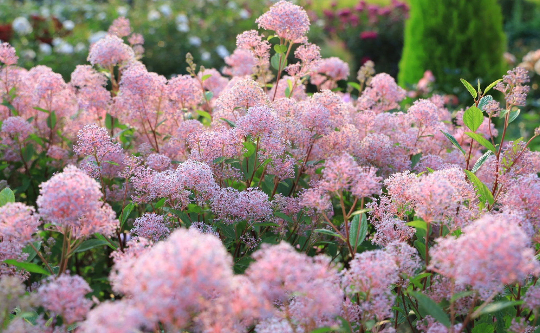 美洲茶玛丽西蒙, 是谁的少女心呀.