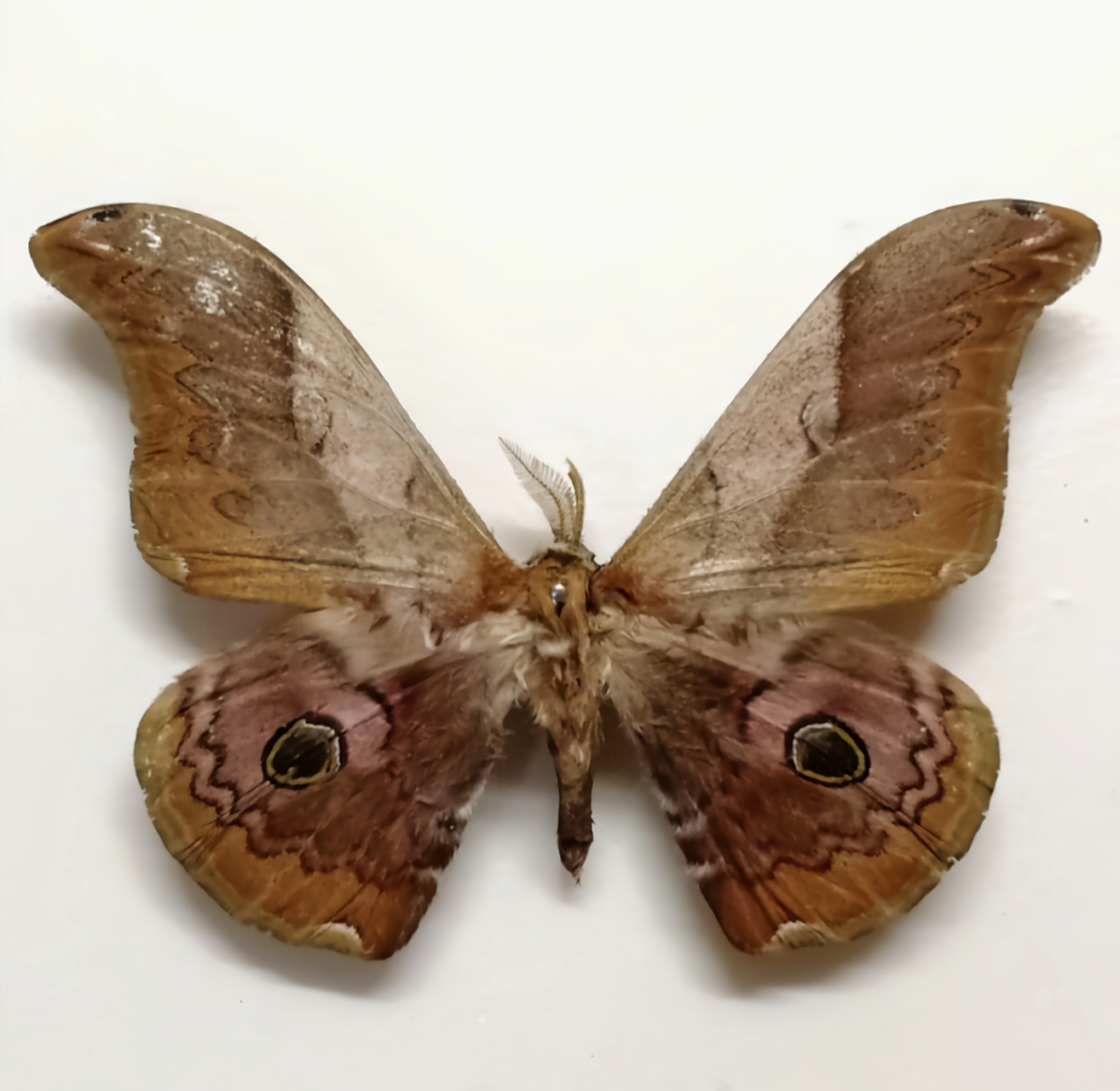 每天认识一种昆虫——核桃银杏大蚕蛾 核桃银杏大蚕蛾,是鳞翅目,大