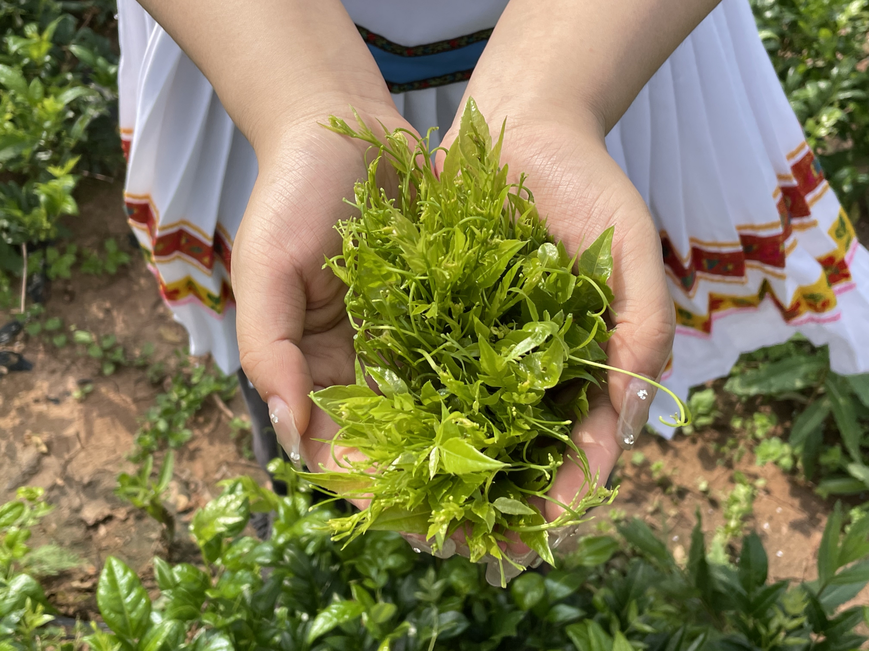 藤婆茶的图片与作用图片