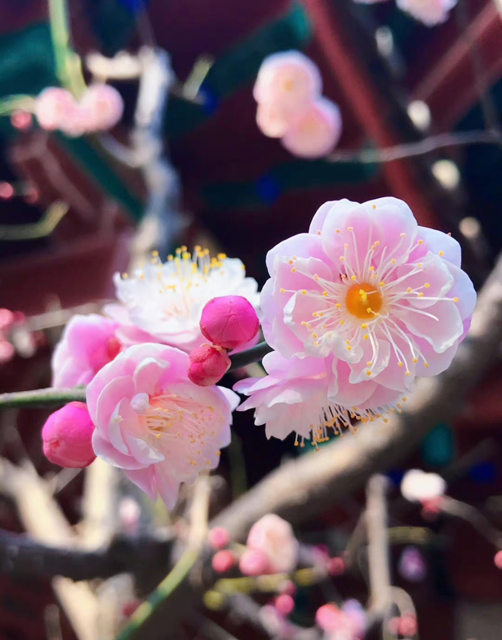 宫粉台阁梅花特征图片