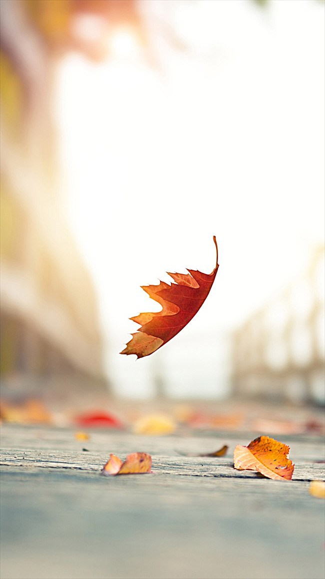 秋叶孤影图片