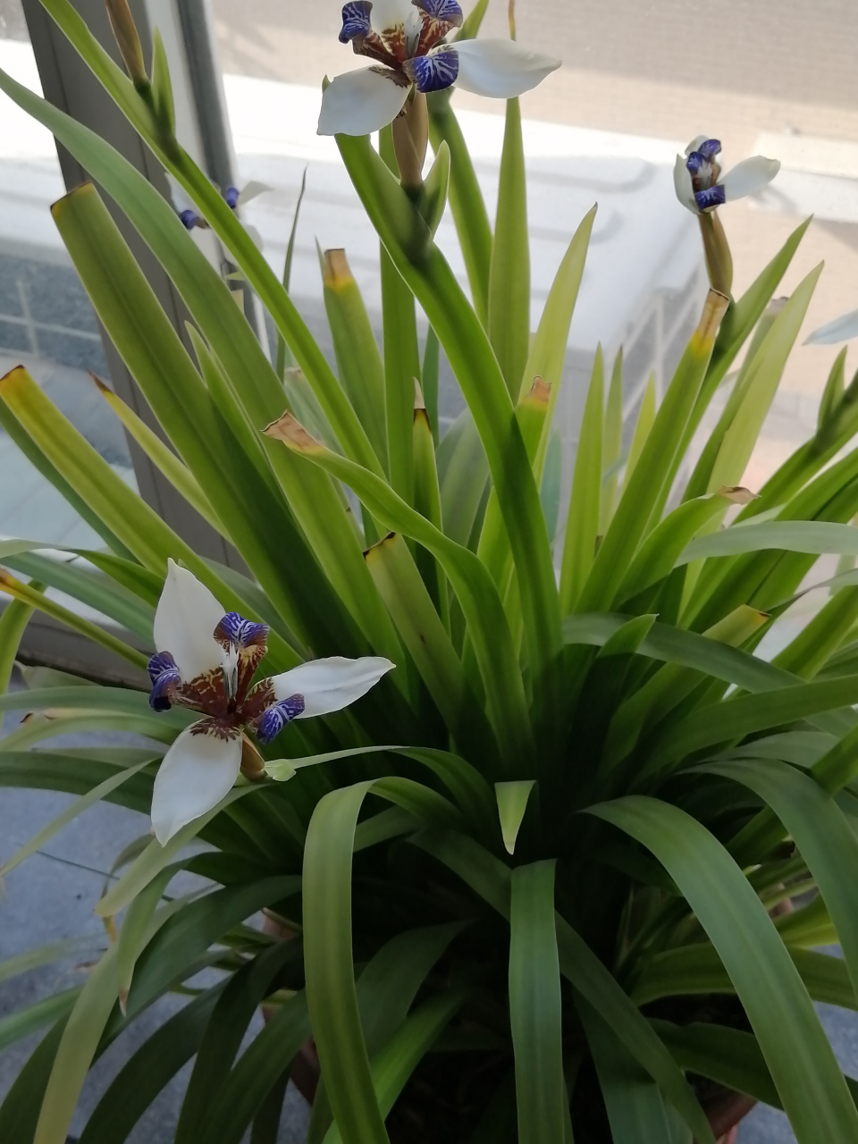 鸢尾花  鸢尾科鸢尾属的多年生草本植物,根茎粗壮;花蓝紫色,上端膨大