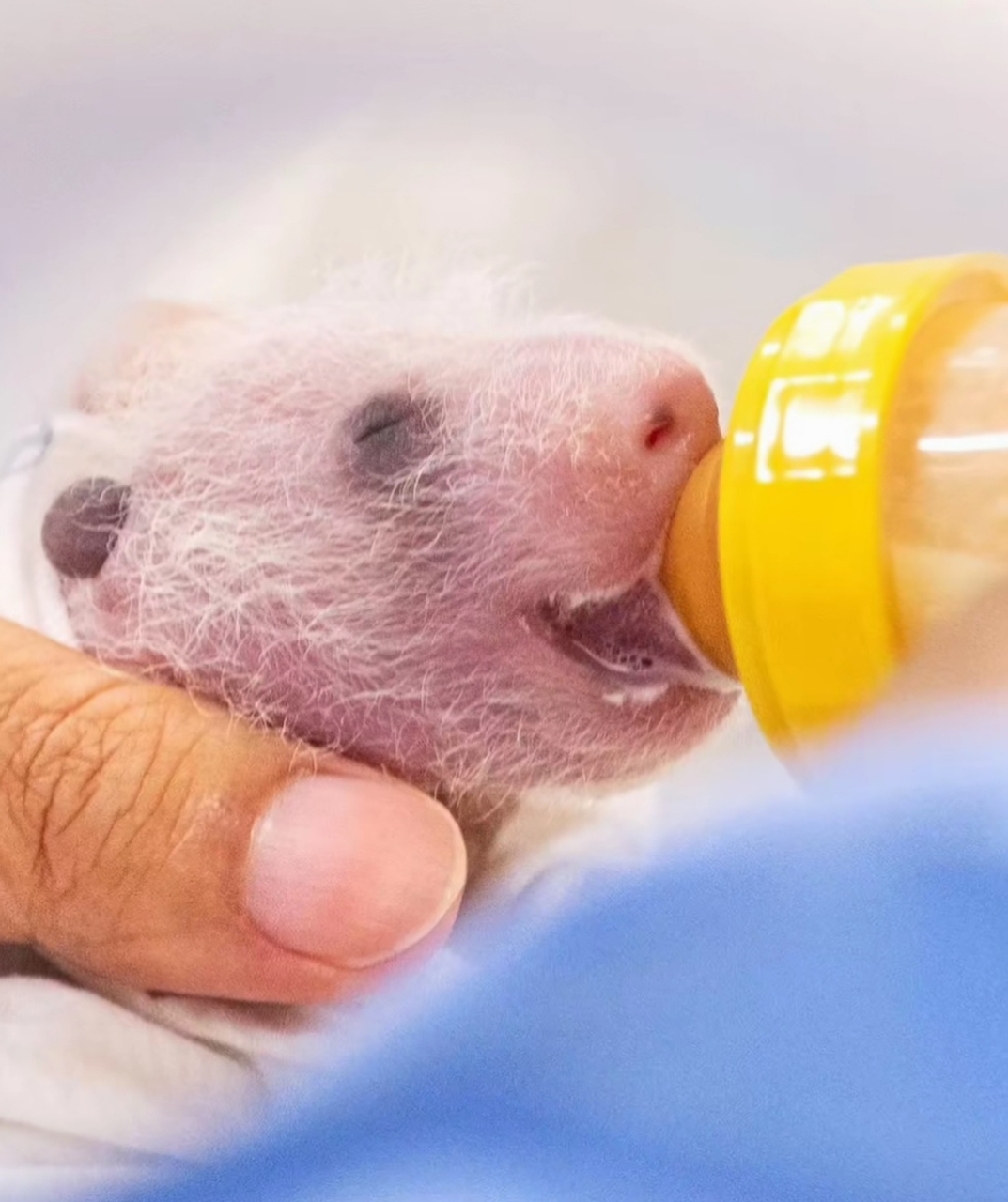 福宝的小奶猫妹妹变颜色喽[鼓掌]