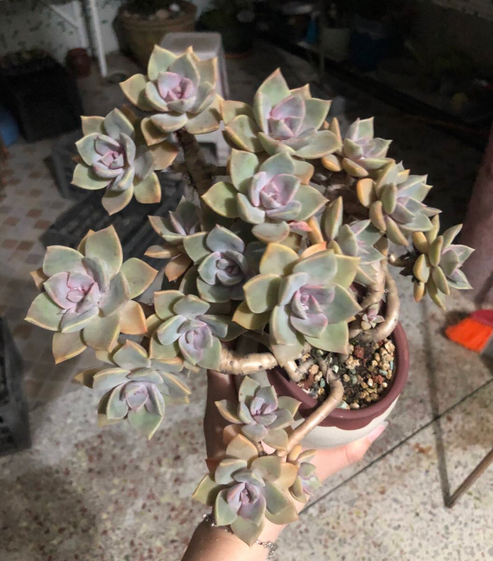 初恋老桩,曾经15元没人要,经过肉友造型后,一年后完美逆袭