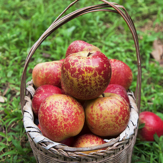 西昌有哪些特色水果