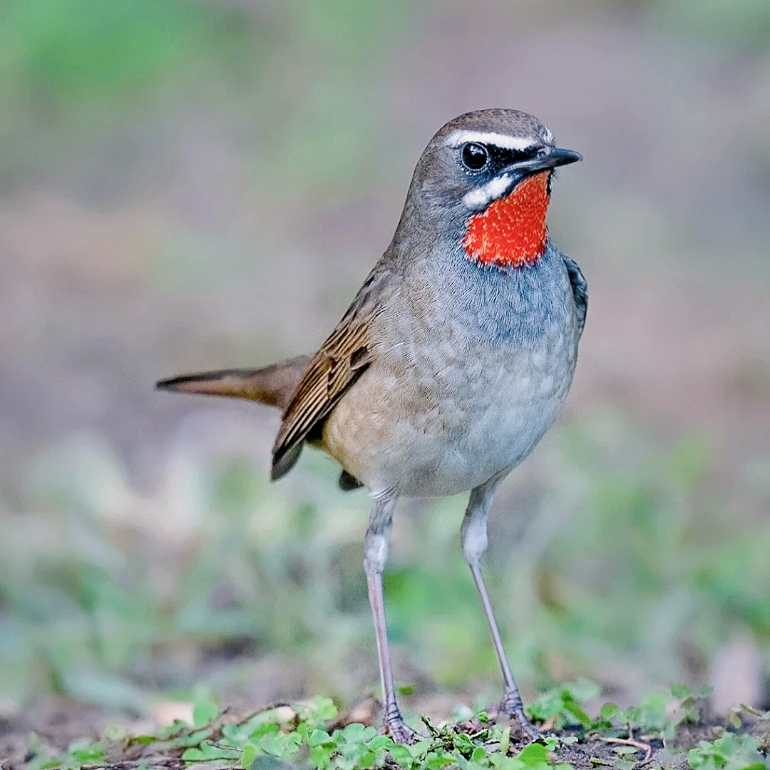 四大名鸟之一(靛颏鸟),是珍贵的鸣鸟,它生性桀骜不驯,争强好胜,对自己