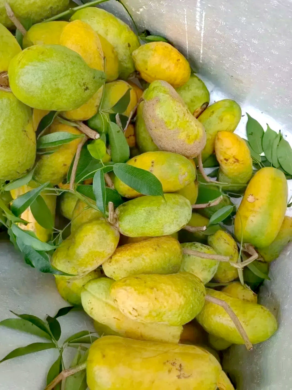 我小叔子在路边采摘的野生果子,说这是野生芒果我没有见过这种芒果