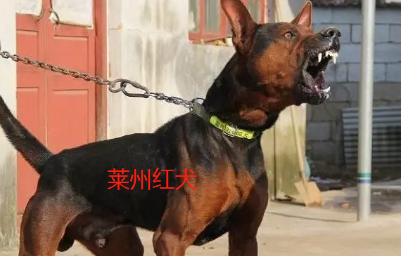 山东莱州红犬图片图片