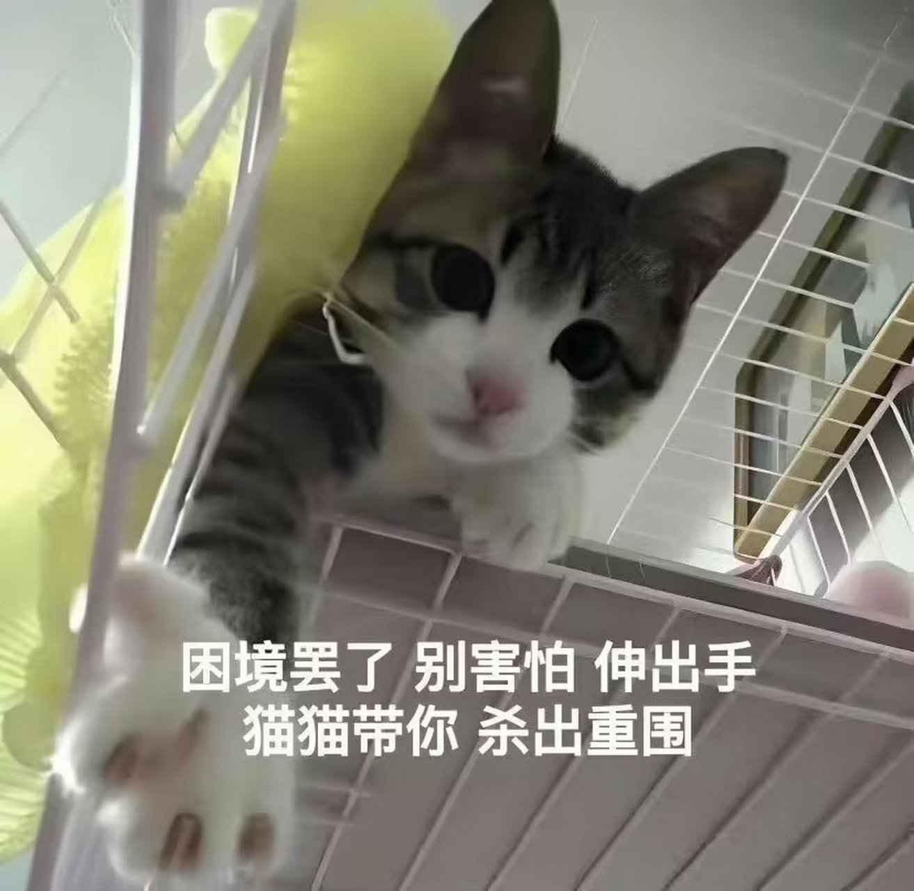 猫猫在告诉你不要怕,猫猫会带你杀出重围.