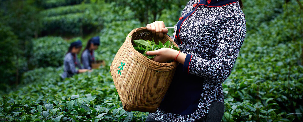 茶叶文化的传承与创新:高山茶园的种植和制作过程
