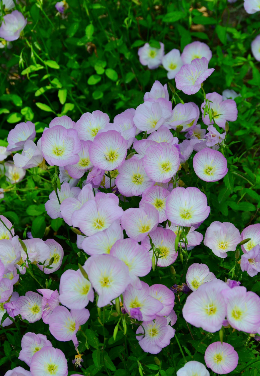 紫蝶蹁跹,浅浅娇醉,散落的色彩.