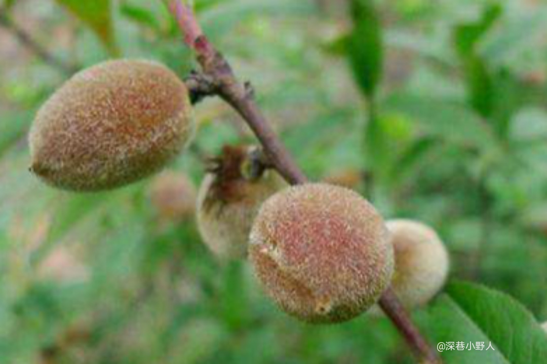 云南野果食「一」——野毛桃