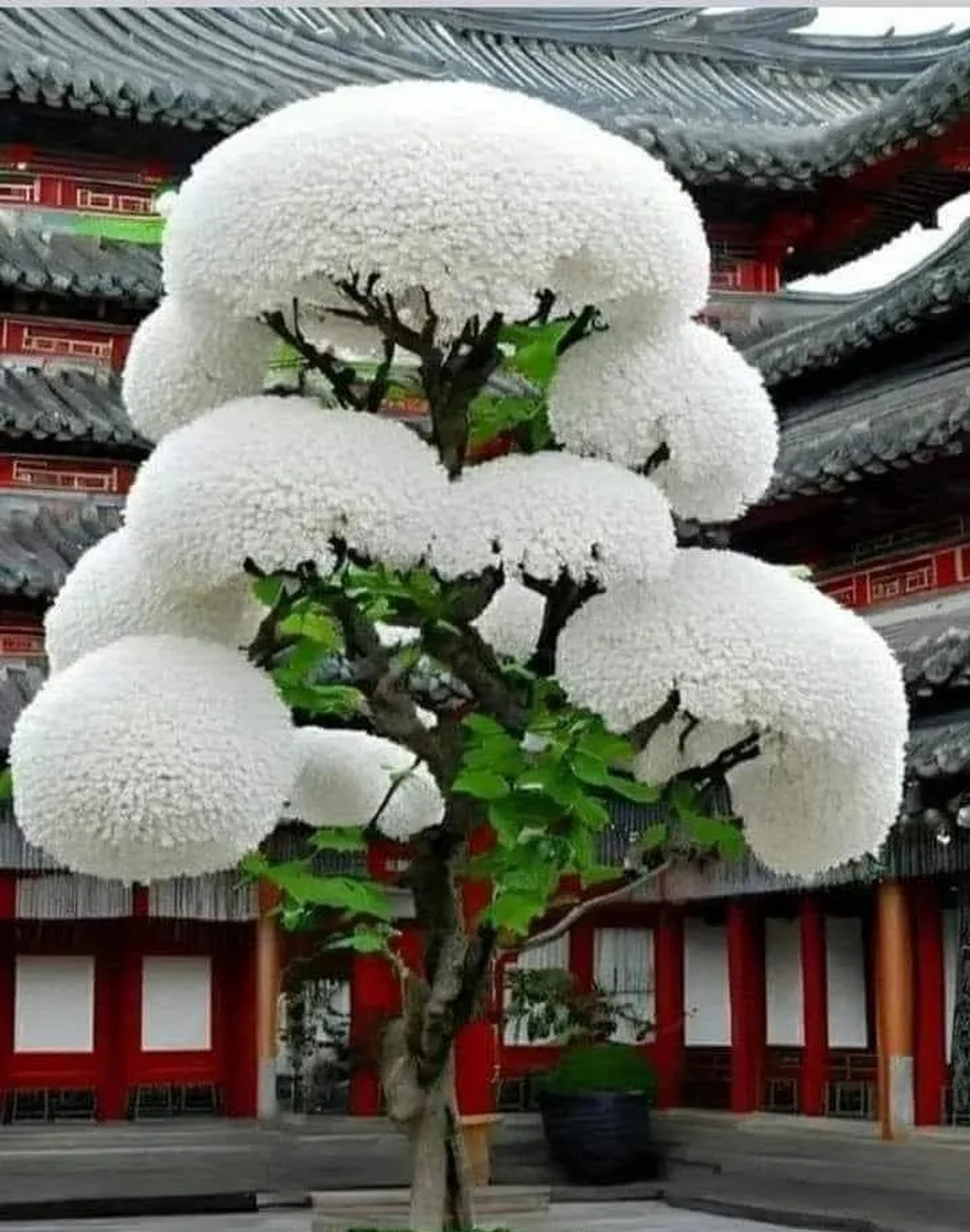 流蘇樹,別名:牛筋子,烏金子,四月雪 初夏白花,覆霜蓋雪.