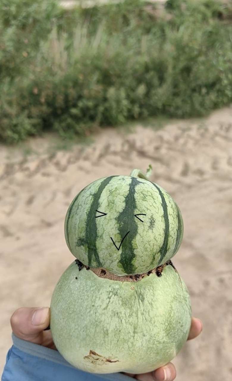 西瓜葫芦娃,西瓜和甜瓜的嫁接成果!