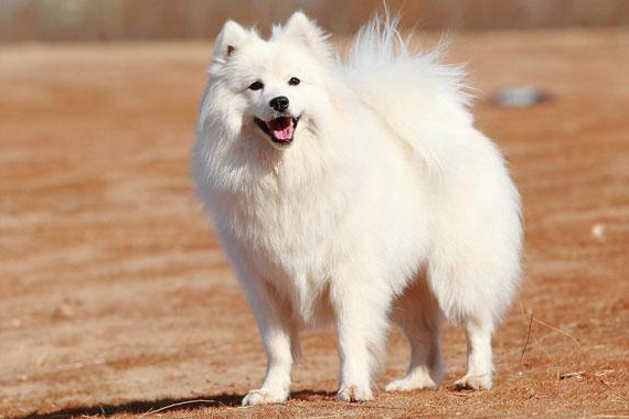 日本銀狐犬優點和缺點