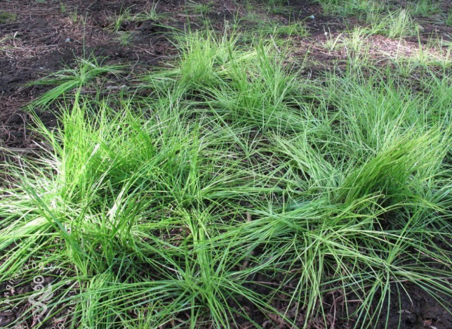 2万余株!浙江杭州发现"中华水韭",该植物堪比大熊猫