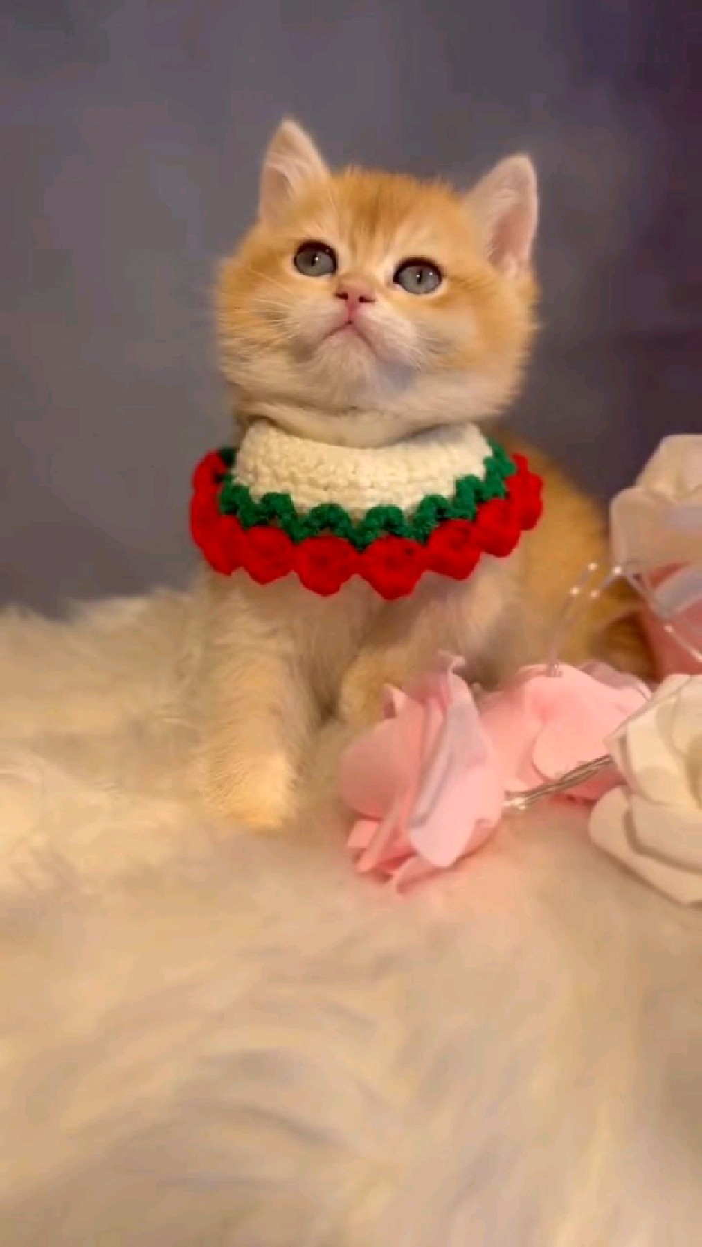 金渐层 金点极品