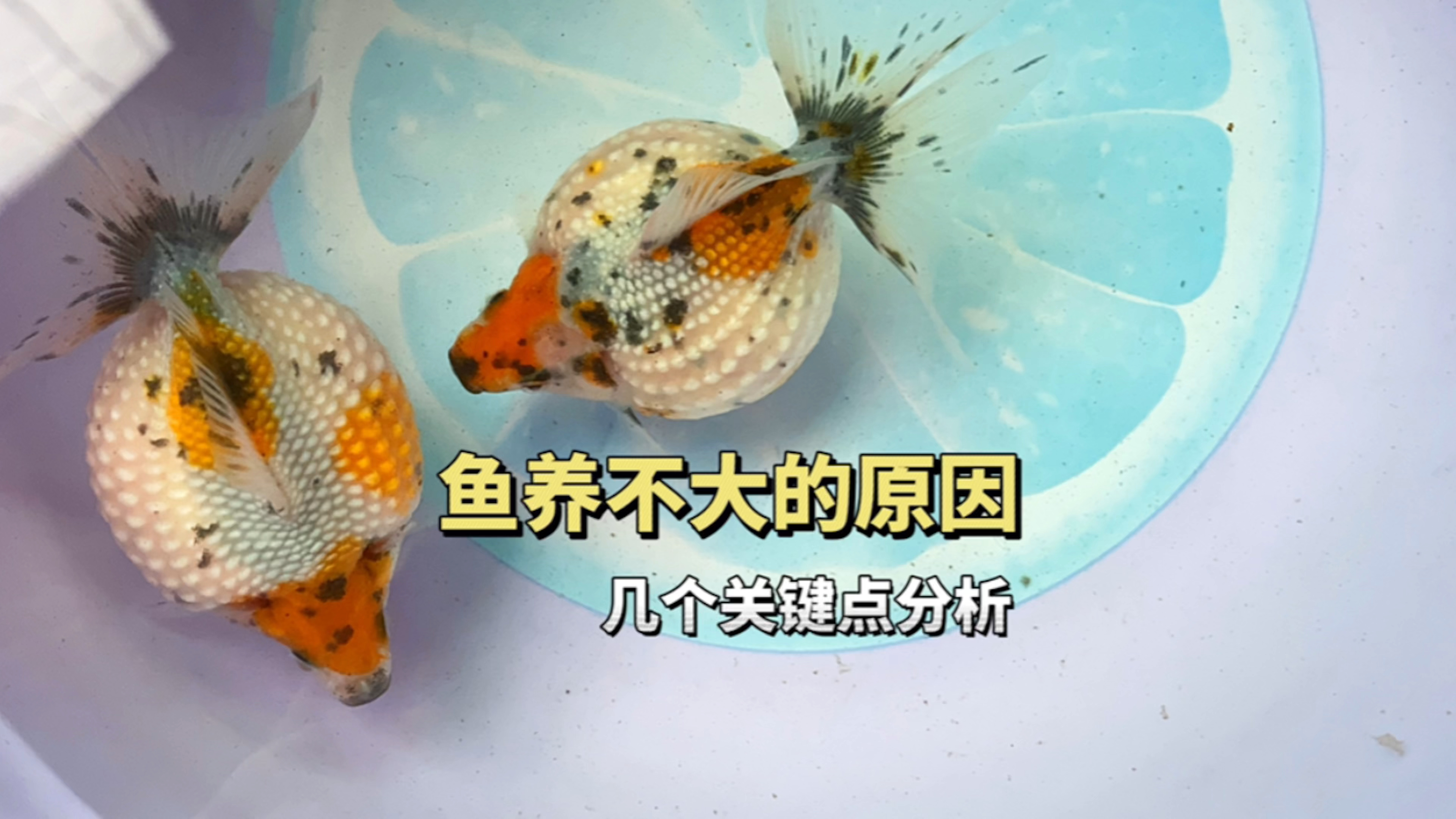 珍珠金鱼养不大的原因,几个关键点分析