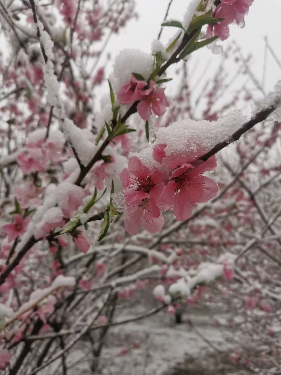 三月桃花雨一张风雪图图片