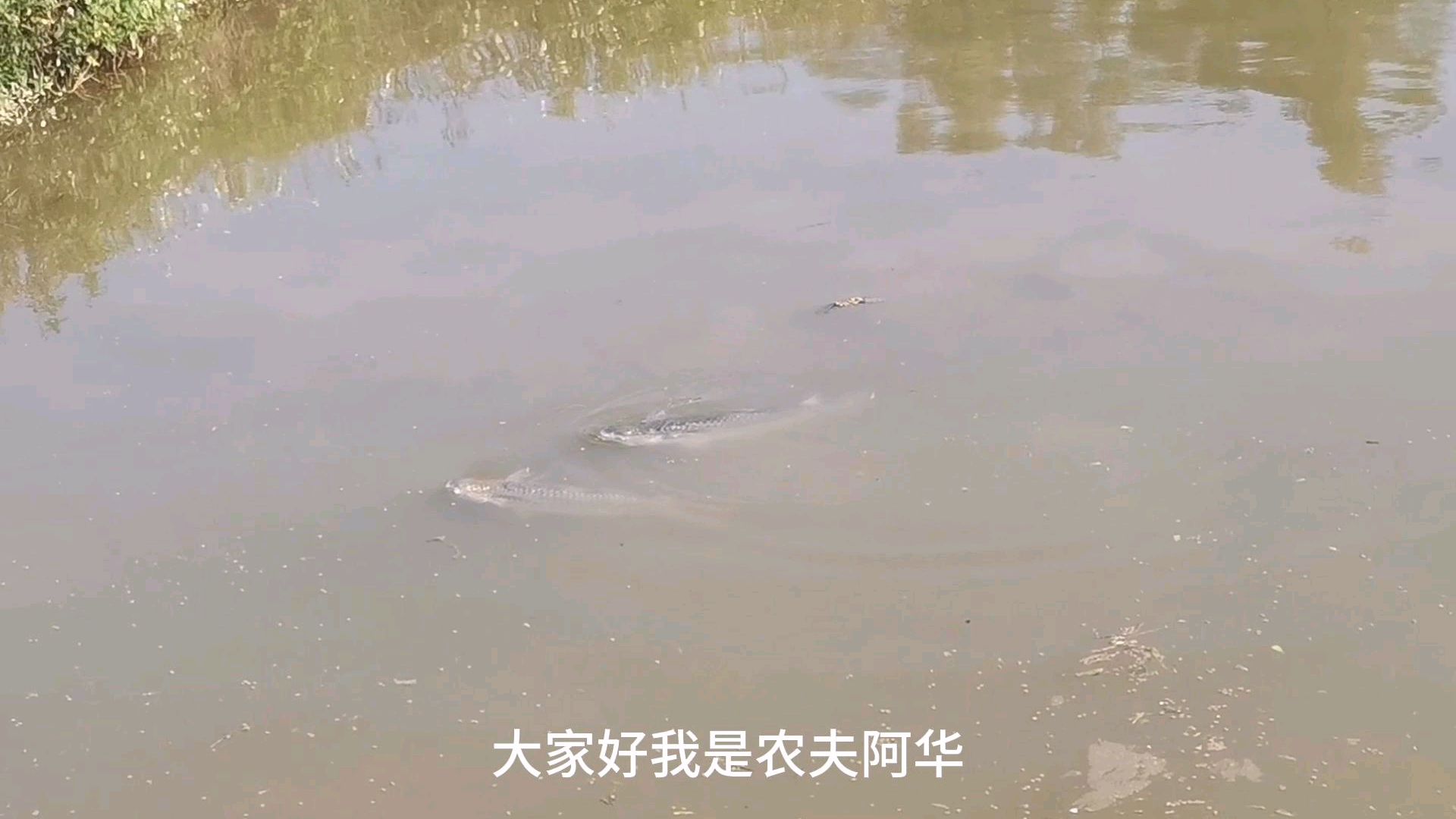 之前还以为黄鳍鲷在游水,原来是这种家伙,你认识这是什么鱼吗?