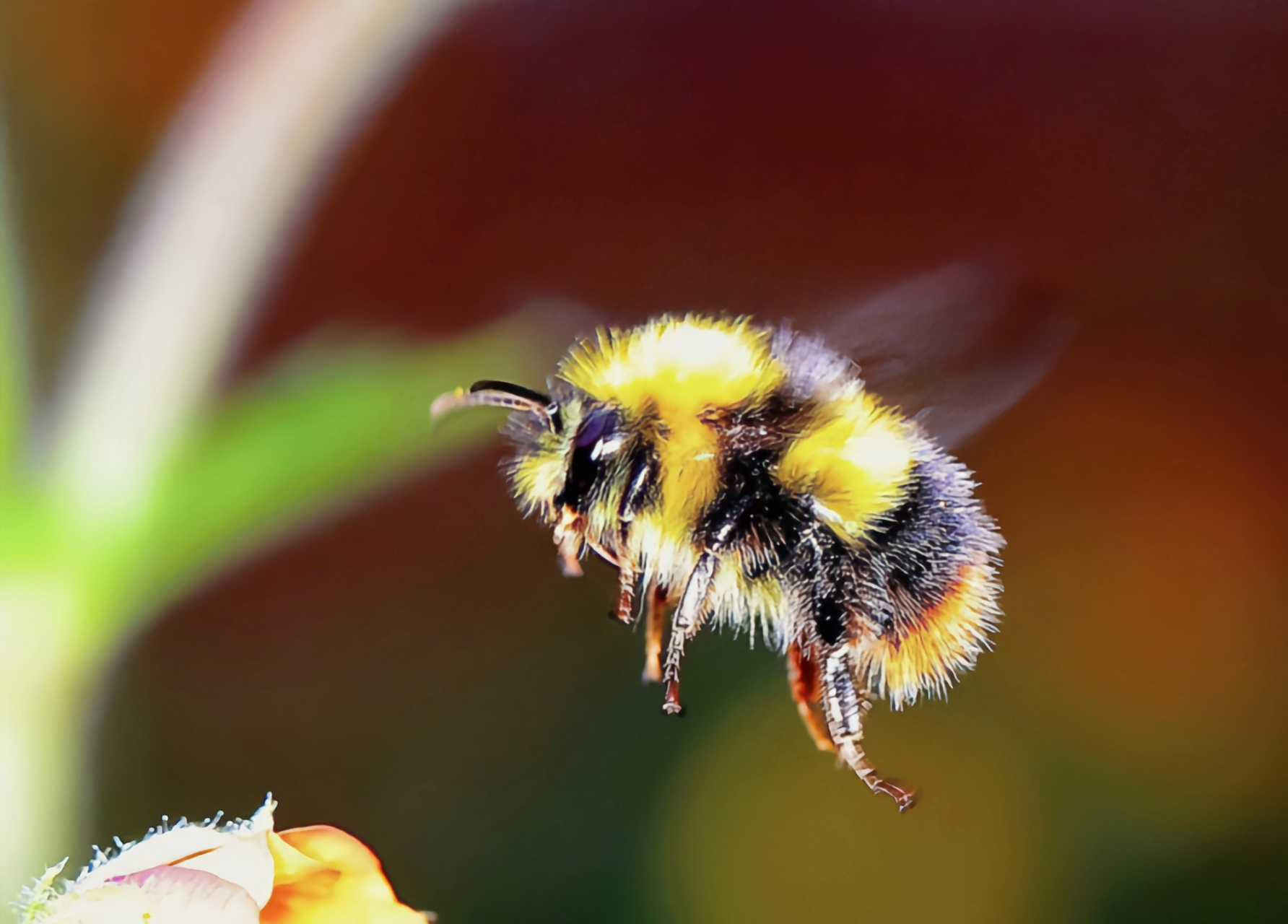 每天认识一种昆虫——熊蜂 熊蜂是膜翅目,蜜蜂科,熊蜂属昆虫,广泛分布