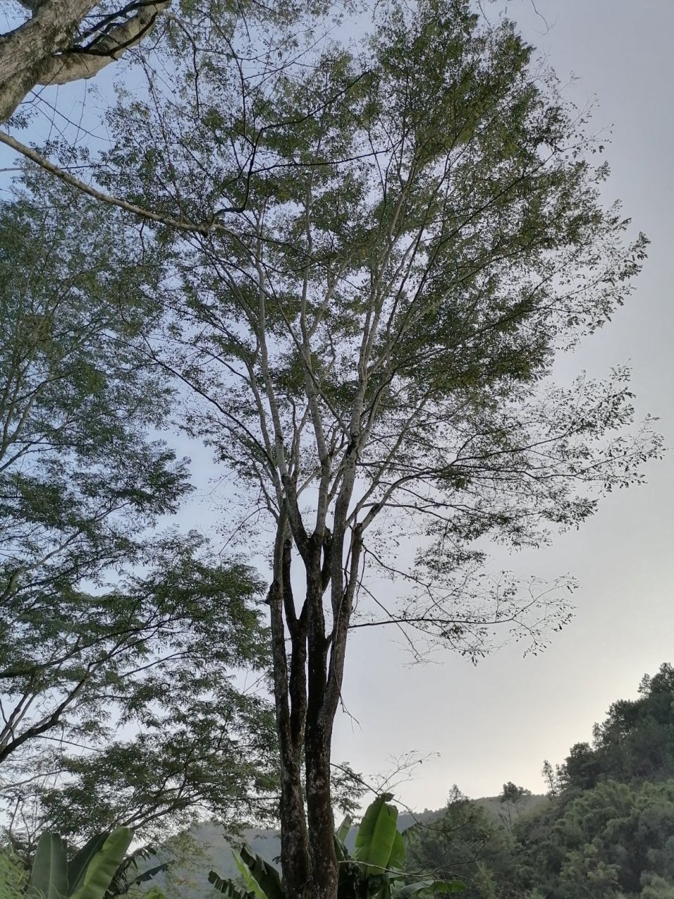 我家有个表叔,小时候被农用拖拉机从高处撞到田埂里,留下了残疾,行动