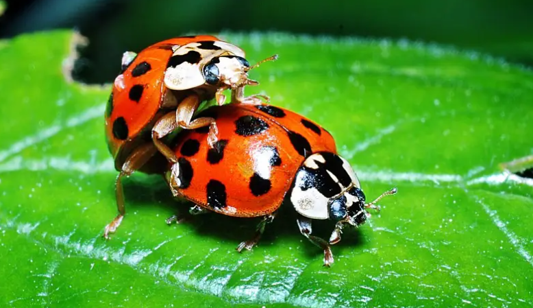 七星瓢虫有几条腿呢?