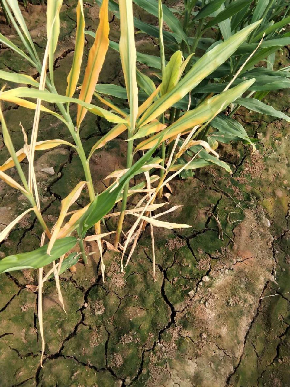 大姜烂脖子病 脖子病,又叫"大姜茎基腐病",大姜得病后从茎基部开始先
