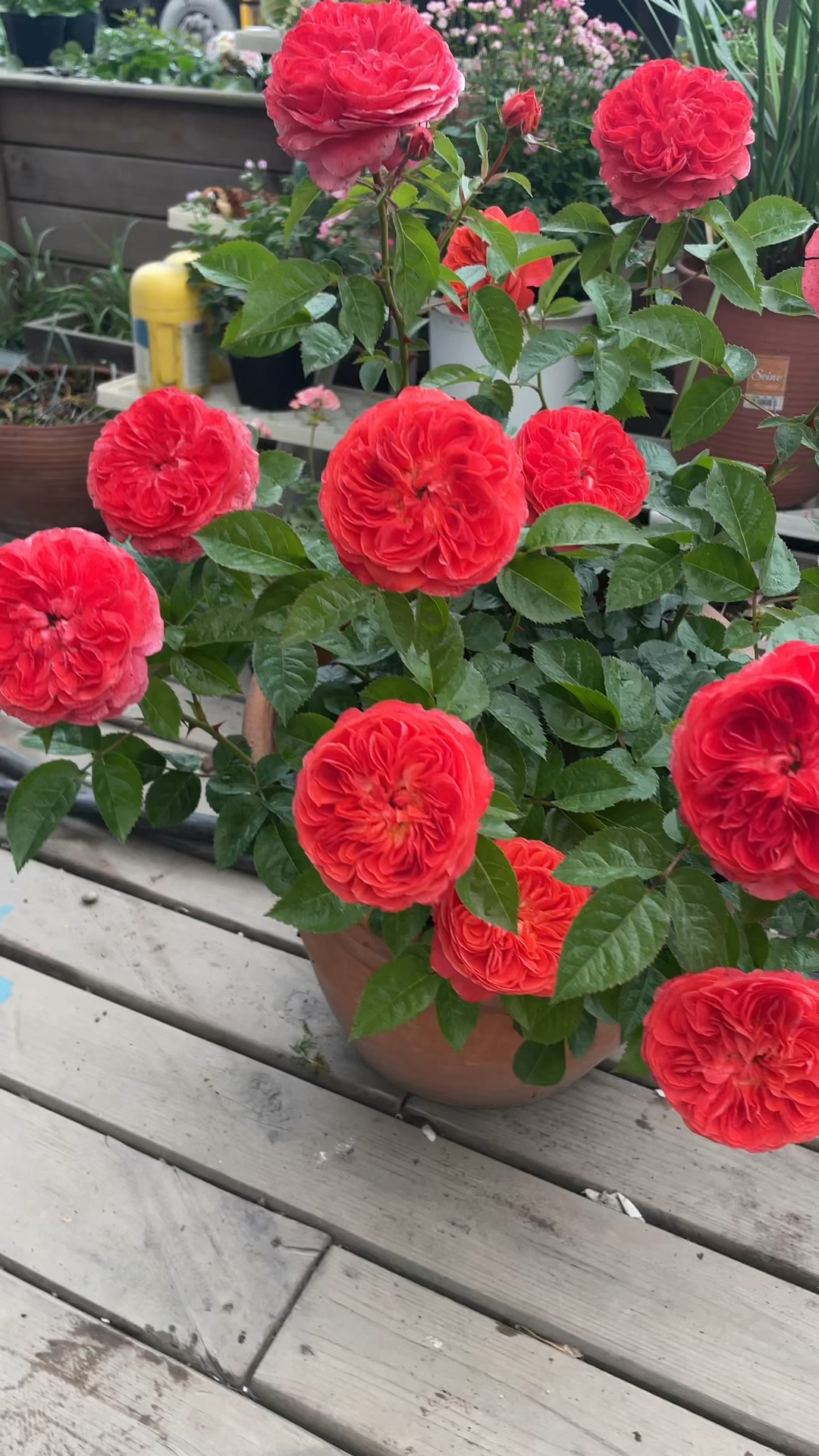 点火樱桃一款特别耐热耐雨淋的月季,开花勤,花期长,丰花抗性都不错!