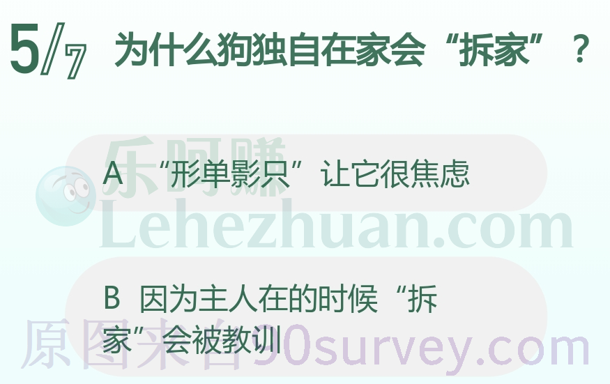 为什么狗独自在家会拆家？