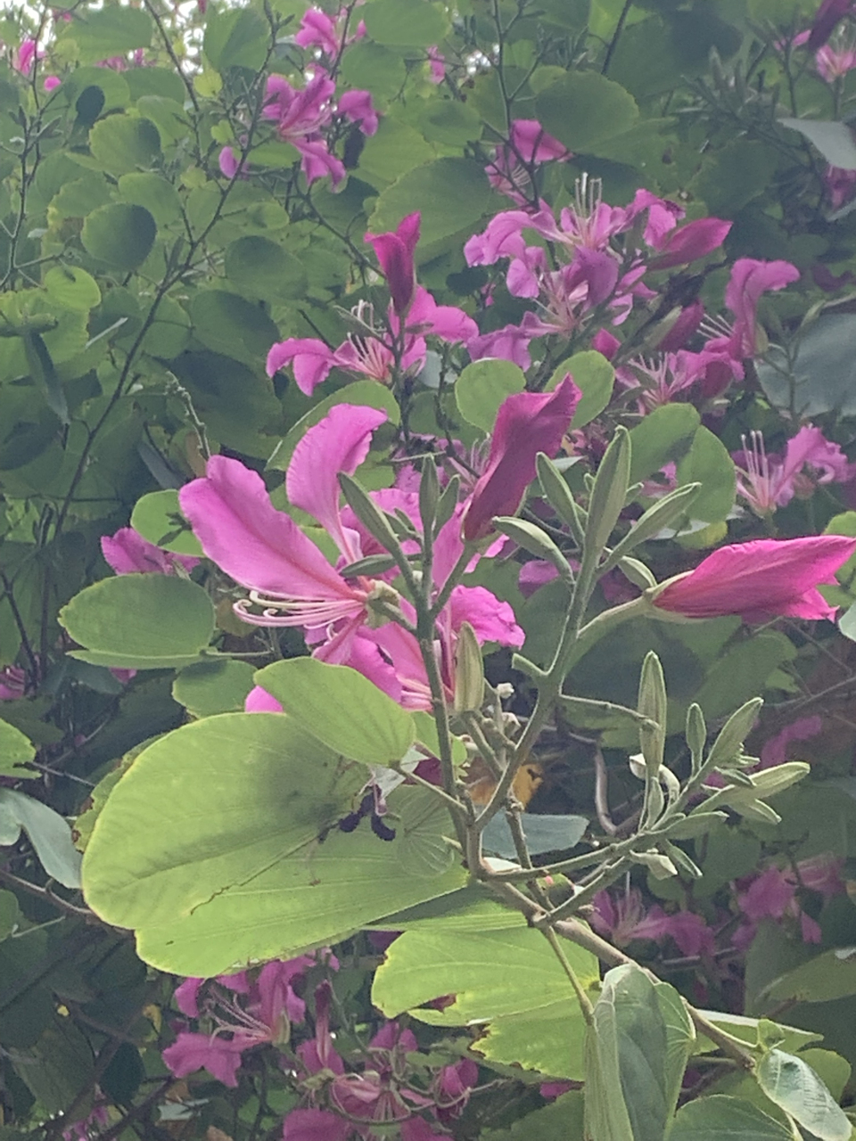 红花羊蹄甲,满树繁花盛开,一片红紫色,美丽极了.