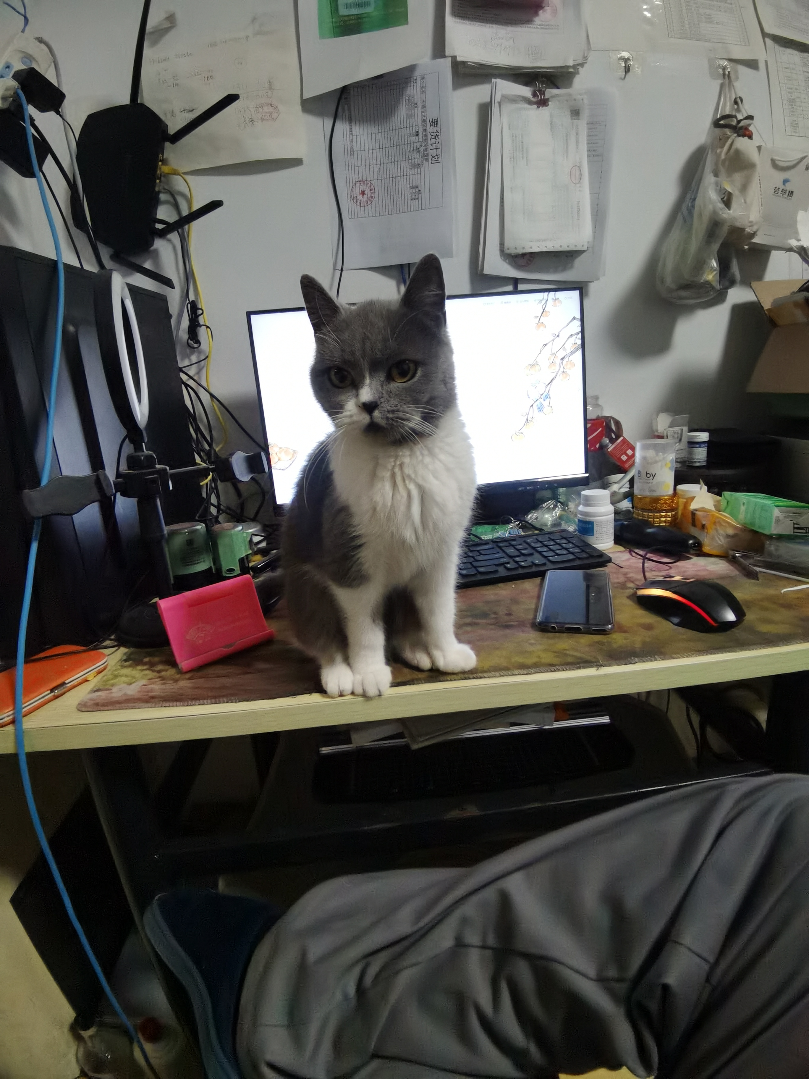 这在家逗逗猫也可爱的哟.养了三只一只蓝白两只蓝猫,都是子孙三代.