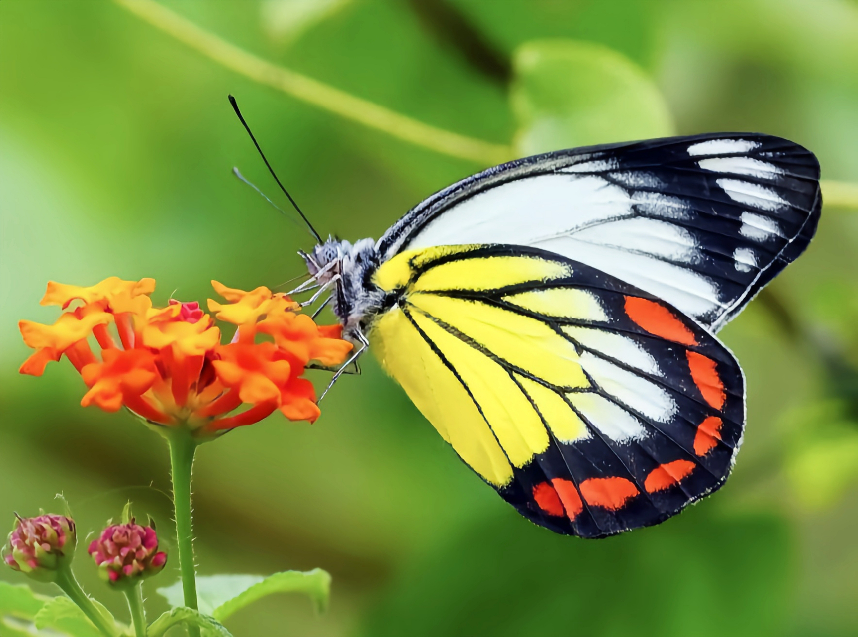 每天认识一种昆虫——红肩斑粉蝶 红肩斑粉蝶在我国比较少见,目前仅在