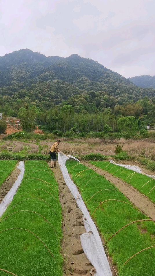 在田里干活的照片图片